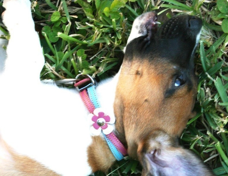 Swirl Leather Dog Collar in Blue and Hot Pink image 2