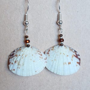 May include: A pair of silver earrings with white seashells and brown beads.