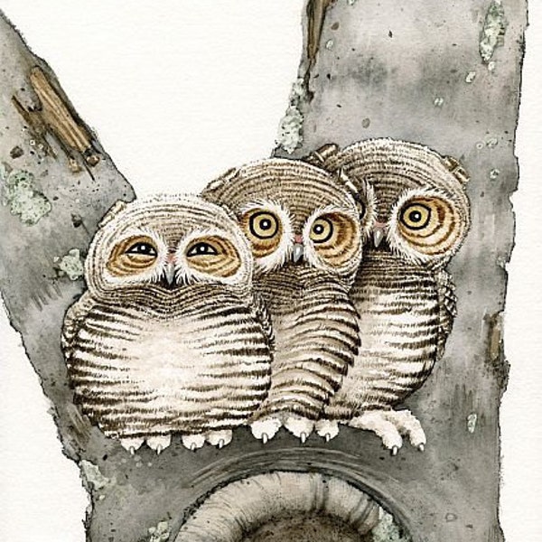 Three Small Owls - 8x10 archival watercolor print by Tracy Lizotte