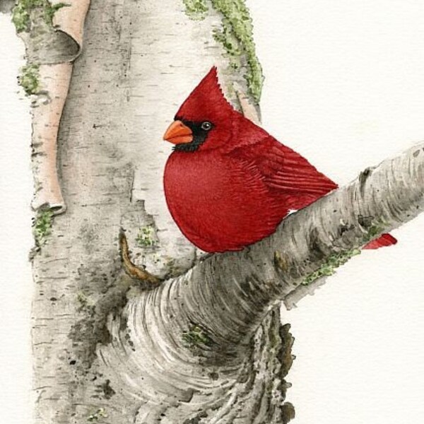 Cardinal In Birch Tree - 8x10 archival watercolor print by Tracy Lizotte