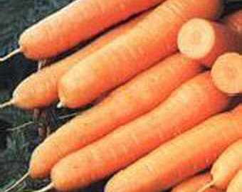 May include: A close-up of a pile of fresh, orange carrots. The carrots are arranged in a random pattern, with some of the carrots overlapping each other.