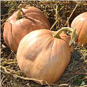 May include: Three large, round, orange pumpkins with smooth skin. The pumpkins are sitting on a bed of brown, dried leaves and vines.