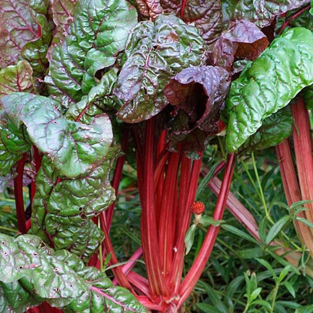 Swiss Chard "ruby Red" Seeds - Etsy