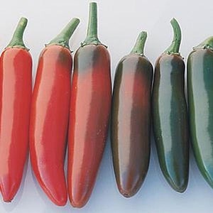 May include: Seven red and green chili peppers, some with a dark brown hue, are arranged in a row on a white surface.