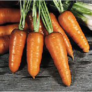 Royal Chantenay Carrots Seeds