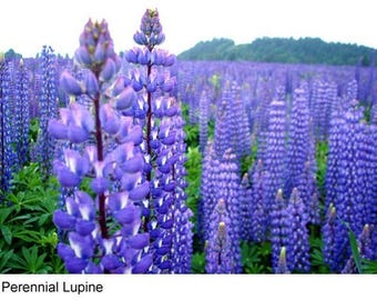 Lupine Seeds, Russell Hybrid Mix | Cottage Border Perennial | Pea-Like Blooms, 10-100 Count