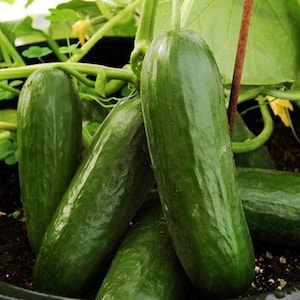 May include: Close-up of several green cucumbers growing on a vine. The cucumbers are long and slender, with a smooth, dark green skin.