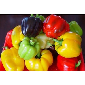 May include: A variety of bell peppers in different colors, including red, yellow, green, and black. The peppers are arranged in a pile on a red surface.