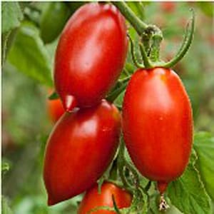May include: Close-up of four red, elongated tomatoes hanging from a vine. The tomatoes are smooth and glossy, with a slightly pointed tip.