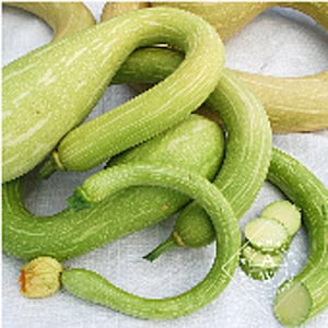 May include: A group of long, green, knobby, zucchini-like squash arranged in a spiral pattern. The squash are light green with white stripes.