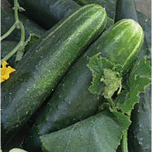 May include: A close-up of a pile of dark green cucumbers. The cucumbers are fresh and have a smooth, shiny skin.