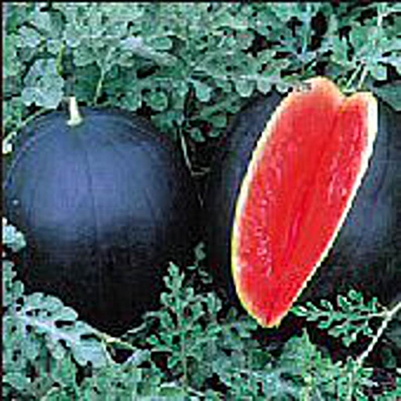 Unbelievable Carbuncle Watermelons: Seeds For Sale! - a9gn56p