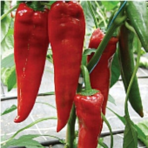 May include: Close-up of red peppers growing on a vine. The peppers are long and slender, with a smooth, glossy skin.