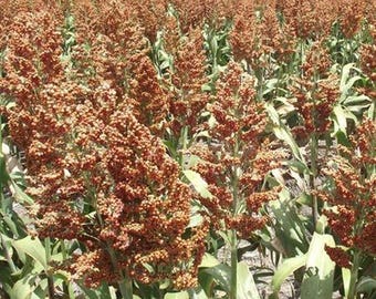 May include: A field of sorghum plants with brown seed heads. The plants are tall and green with large leaves.