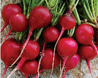 Early Scarlet Globe Radishes Seeds