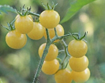 Coyote Tomato Seeds