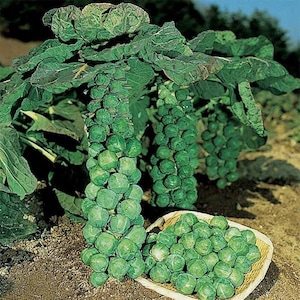 May include: A close-up of a Brussels sprout plant with many green sprouts growing on the stems. A basket of fresh Brussels sprouts is in the foreground.