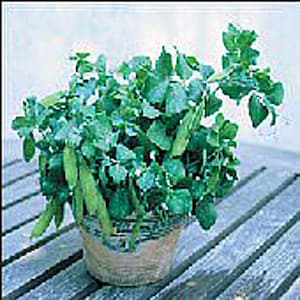 May include: A potted plant with vibrant green leaves and several green pea pods. The plant is in a woven, light brown pot, sitting on a weathered wooden table. The background is a soft, neutral color.
