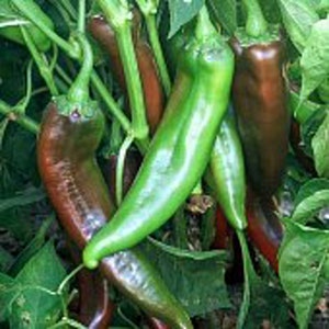 NuMex Rio Grande Hot Peppers Seeds