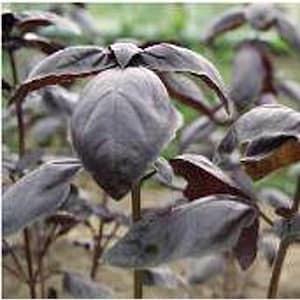 Red Genovese Basil Seeds