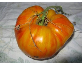 May include: A large, orange and red striped tomato with a green stem. The tomato has a unique, bumpy texture.