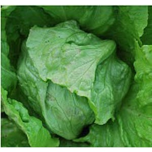 Great Lakes 118 Lettuce Seeds