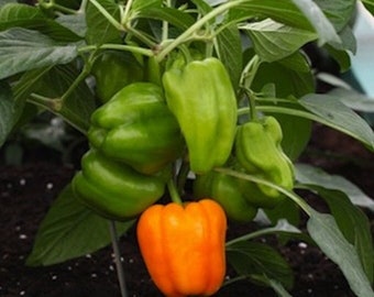 POMPEII PATIO Bell Pepper Seeds