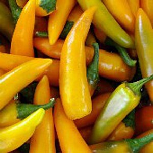 Orozco Hot Peppers Seeds
