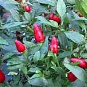 May include: Close-up of a plant with vibrant red peppers. The peppers are elongated and point upwards, contrasting with the green foliage. The image showcases the peppers' bright color and the plant's healthy appearance.