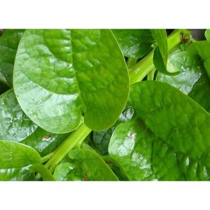May include: Close-up of a bunch of green leafy vegetables. The leaves are smooth and glossy, with a slightly crinkled texture.