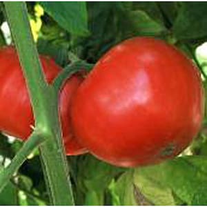 May include: Close-up of ripe, red tomatoes on the vine. The tomatoes are a vibrant red color with a smooth surface. Green stems and leaves are visible in the background, creating a natural, fresh look. The tomatoes appear plump and ready for harvest.