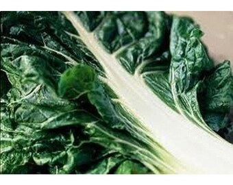 Swiss Chard Seeds