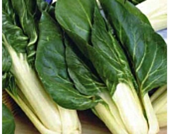 Barese Swiss Chard Seeds