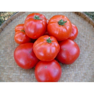 May include: A group of eight red tomatoes, some with green stems, are arranged on a woven brown basket.