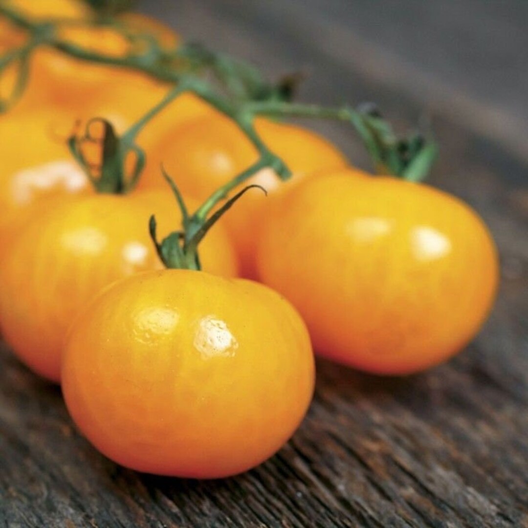 MOUNTAIN GEM F1 HYBRID TOMATO visual data 6