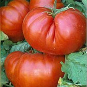 May include: Three large, ripe red tomatoes with a slightly bumpy texture. The tomatoes are arranged in a cluster, with one tomato in the front and two behind it.