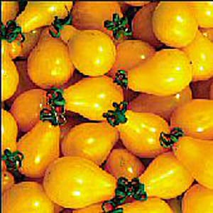 May include: A group of yellow, pear-shaped balloons with green and red ribbons tied around the stems.