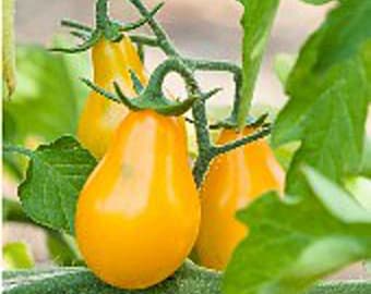 Yellow Pear Cherry Tomato Seeds