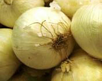 Eclipse Onions Seeds
