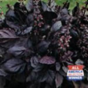 May include: Close-up of a bunch of dark purple basil leaves. The leaves are arranged in a dense cluster, creating a rich, textured background.