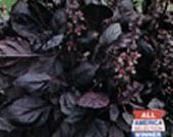 May include: Close-up of a bunch of dark purple basil leaves. The leaves are arranged in a dense cluster, creating a rich, textured background.