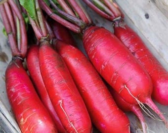 China Rose Winter Radish Seeds