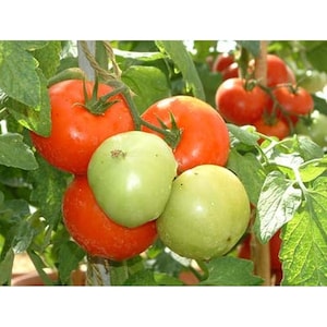 May include: Close-up of red and green tomatoes growing on a vine. The tomatoes are ripe and ready to be picked.