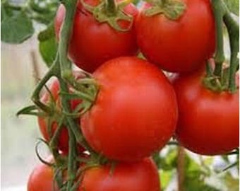 Sub Arctic Plenty Tomato Seeds