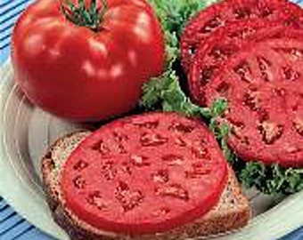 May include: A red tomato sliced on a piece of bread with lettuce in the background.