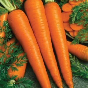 May include: Close-up of three bright orange carrots with green tops. The carrots are arranged in a row, with the largest carrot in the center.