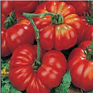 May include: Close-up of a group of red heirloom tomatoes with a vine. The tomatoes are large and have a wrinkled texture.