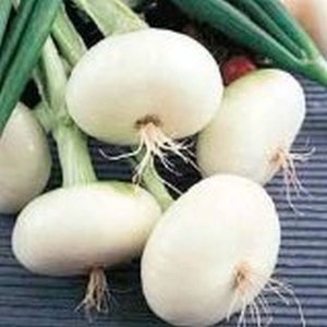 Onion - Pompeii Seeds