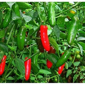 May include: A close-up of a green jalapeño pepper plant with ripe red and green peppers growing on the branches. The plant is growing in a garden setting.
