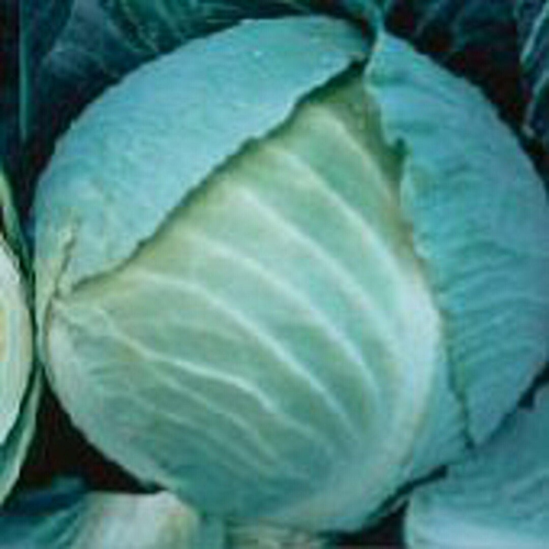 Storage No 4 Cabbage Seeds - Etsy